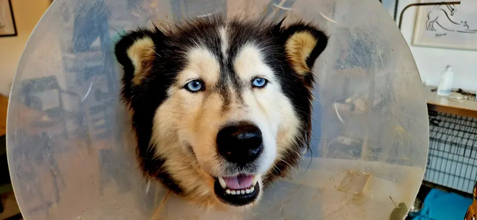 Husky cu guler de protecție, în recuperare