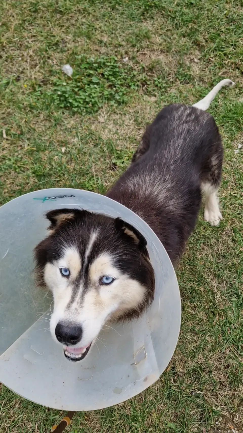 Husky în recuperare, la plimbare