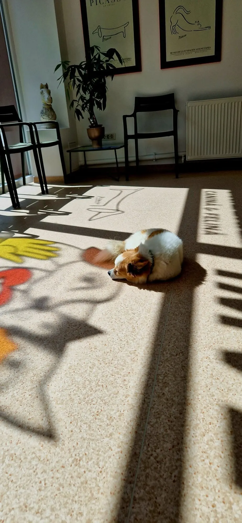 O pisică la soare, în lumina vitraliului