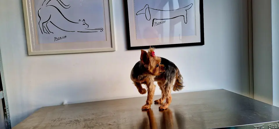 Un yorkshire terrier proaspăt pieptănat